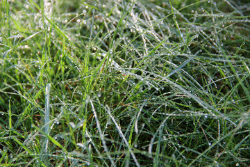 Grass covered with droplets of morning dew in the rays of the rising sun. Morning dew drops. Close up. hd wallpaper green nature wallpapers for desktop backgrounds. 