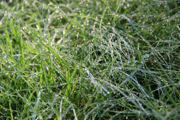 Grass covered with droplets of morning dew in the rays of the rising sun. Morning dew drops. Close up. hd wallpaper green nature wallpapers for desktop backgrounds. 