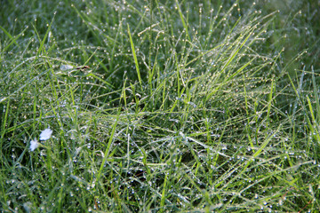 Grass covered with droplets of morning dew in the rays of the rising sun. Morning dew drops. Close up. hd wallpaper green nature wallpapers for desktop backgrounds. 