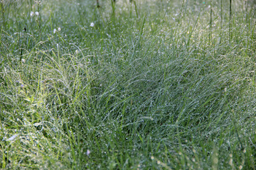 Grass covered with droplets of morning dew in the rays of the rising sun. Morning dew drops. Close up. hd wallpaper green nature wallpapers for desktop backgrounds. 