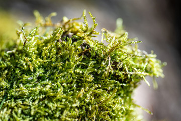 Moos wächst auf einem Baumstumpf auf dem Waldboden