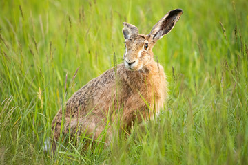 Cute brown hare, lepus europaeus, hiding in green grass and facing camera on spring meadow. Adorable wild animal with long ears watching in summer from low angle.