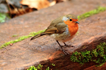 robin in the grass