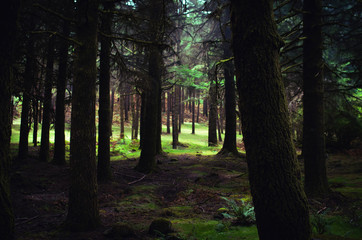 Obraz premium Green fairy tail forest