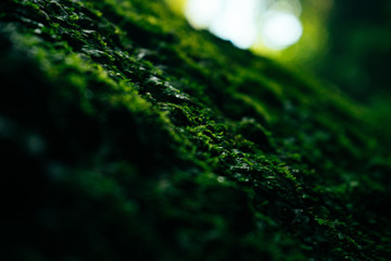 Texture of green moss and leaves on stone background