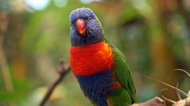 Motley colored rainbow lorikeet parrot looking and crying while sitting on a branch of a tree in a forest of Tenerife island, Canaries, Spain. 4K