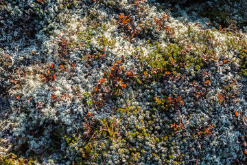 Mossy ground
