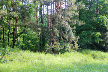 Beautiful picturesque forest landscape: fluffy pine in cones at the edge of the forest. Hd...