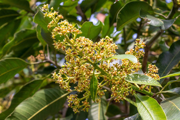 Mango tree flower, plant fruit nature growing flower of mangoes