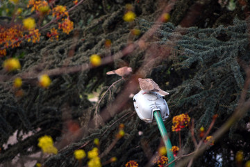 A gray pigeon standing on a street lamp communicates with another, which is located on a tree branch. Beautiful colors of trees.