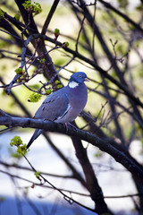 A beautiful gray pigeon standing on a tree branch.