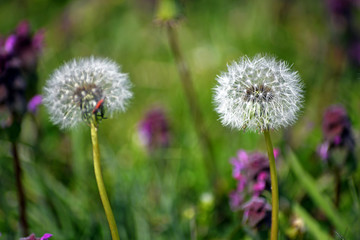 A beautiful dandelion flower in a meadow in the wild during spring. Beautiful white dandelions with seeds on meadow in the sunlight. Green grass full of spring flowers. A fluffy seed blowball.