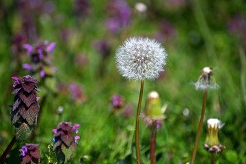 A beautiful dandelion flower in a meadow in the wild during spring. Beautiful white dandelions with seeds on meadow in the sunlight. Green grass full of spring flowers. A fluffy seed blowball.