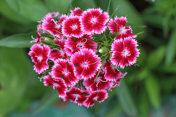 Dianthus barbatus, sweet william flower plant blooming over green background