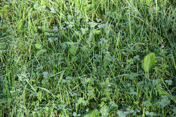 Grass covered with droplets of morning dew in the rays of the rising sun. Morning dew drops. Close up. hd wallpaper green nature wallpapers for desktop backgrounds. 