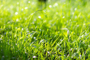 Fresh green grass on the lawn illuminated by sunlight. Natural background. Landscape, nature, summer.