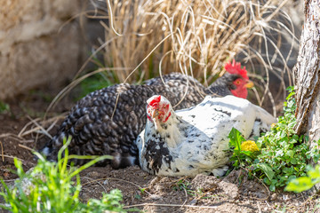 Duo de poules