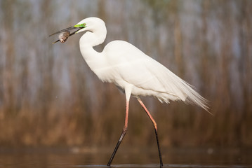 Fototapeta premium Egret eating fish