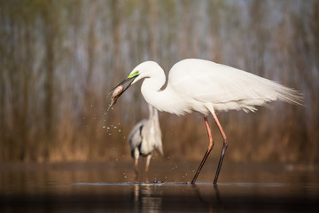 Egret eating fish