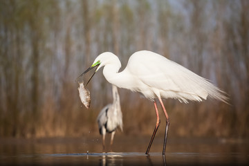 Egret eating fish