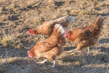 Brown chickens live outdoors at bio poultry farm grass meadow. Rural agriculture scene with free happy hens outdoor. Ecological animal farming and self sufficiency by sustainable fowl livestock