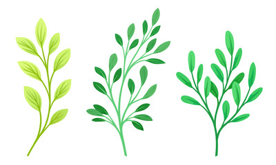 Sprigs and Twiglets with Green Leaves Vector Set