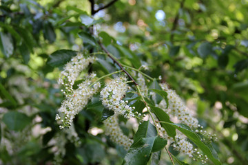 Beautiful forest landscape: spring flowering of trees close-up. Sunrise in the forest. Morning dew drops. After the rain. Natural green floral macro background. Hd flowers wallpapers for desktop.