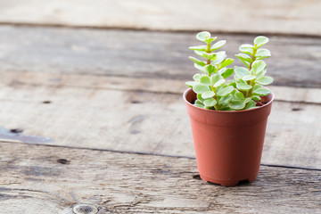 young plant in pot isolated on wooden background