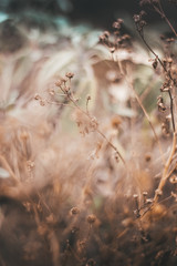 Full frame close up shot of wild flowers
