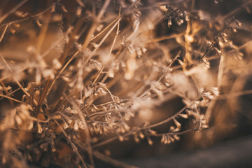 Full frame close up shot of wild flowers