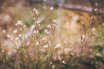 Full frame close up shot of wild flowers - goose cress