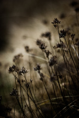 Aesthetic close-up of dry grass