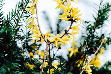 Yellow flowers