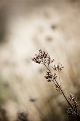 Aesthetic close-up of dry grass