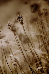 Aesthetic close-up of dry grass