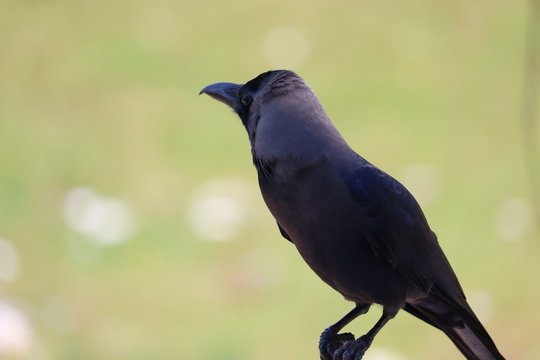 image of a house crow  perching on footpath in Chennai (India)