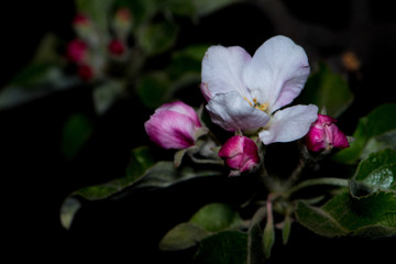 Fototapeta na wymiar Apple tree blossoms in winter night