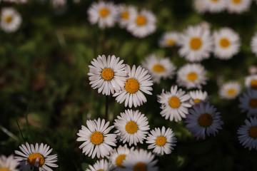 Beautiful wild flower white daisy
