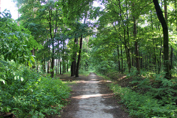 Beautiful summer landscape with the road in the forest. No people. Morning walk in the woods. Hd wallpaper forest nature wallpapers for desktop backgrounds.