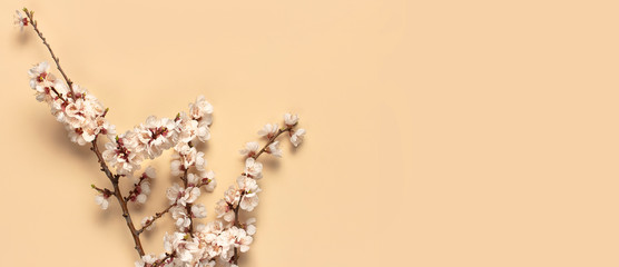 Spring background with beautiful white flowering branches. Pastel beige background, bloom delicate flowers, flowers composition. Springtime concept. Flat lay top view copy space