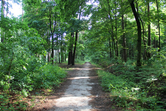 Beautiful summer landscape with the road in the forest. No people. Morning walk in the woods. Hd wallpaper forest nature wallpapers for desktop backgrounds.
