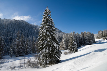 Schwarzwald im Winter