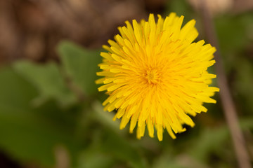 dadelion