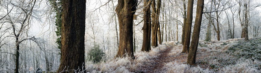 Weg im Winterwald