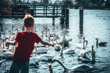 Boy and swans