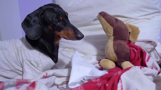 Cute dachshund wearing white shirt helps to its favorite dog toy laying in the bed and caughing in fever or disease. Pretty dog family concept.