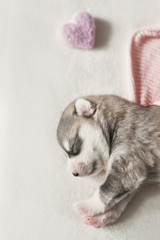 Newborn Siberian Husky puppy age of 1 days. Husky Dog Breeding. Concept of veterinary medicine, zoo clinic, veterinary clinic. Dog puppies sleep. Zoo hotel. Animal hotel. Goods for pets