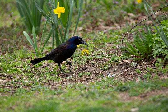 Common Grackle