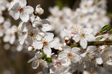 To a large extent, the mirabelle plum blossom during the spring blossom.