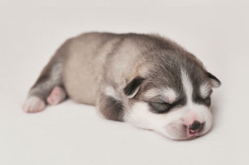 Newborn Siberian Husky puppy age of 1 days. Husky Dog Breeding. Concept of veterinary medicine, zoo clinic, veterinary clinic. Dog puppies sleep. Zoo hotel. Animal hotel. Goods for pets